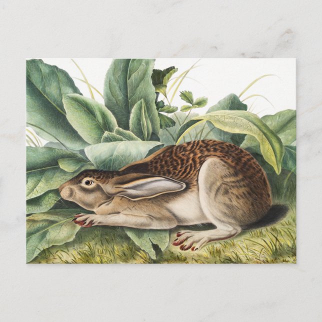 Black-tailed Hare Rabbit (Lepus negricaudatus) Postcard (Front)