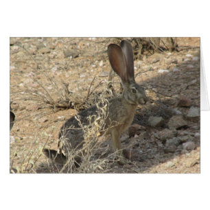 Black-tailed Jackrabbit