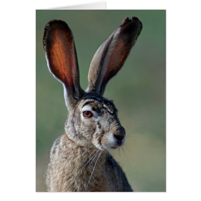 Black-tailed Jackrabbit (Front)