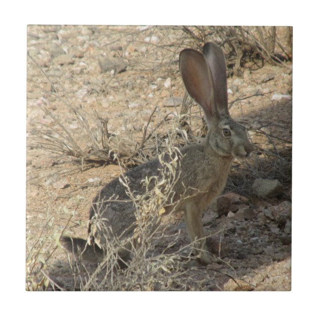 Black-tailed Jackrabbit Ceramic Tile (Front)