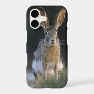 Black-tailed Jackrabbit, Lepus californicus, 2