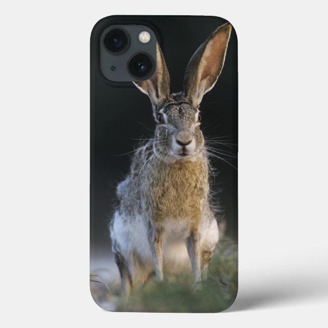Black-tailed Jackrabbit, Lepus californicus, 2 Case-Mate iPhone Case (Back)