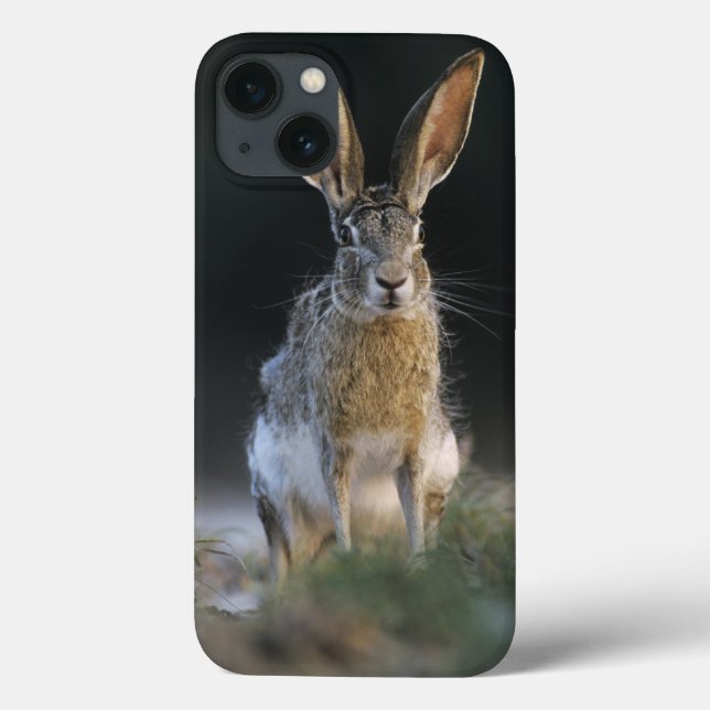 Black-tailed Jackrabbit, Lepus californicus, 2 Case-Mate iPhone Case (Back)