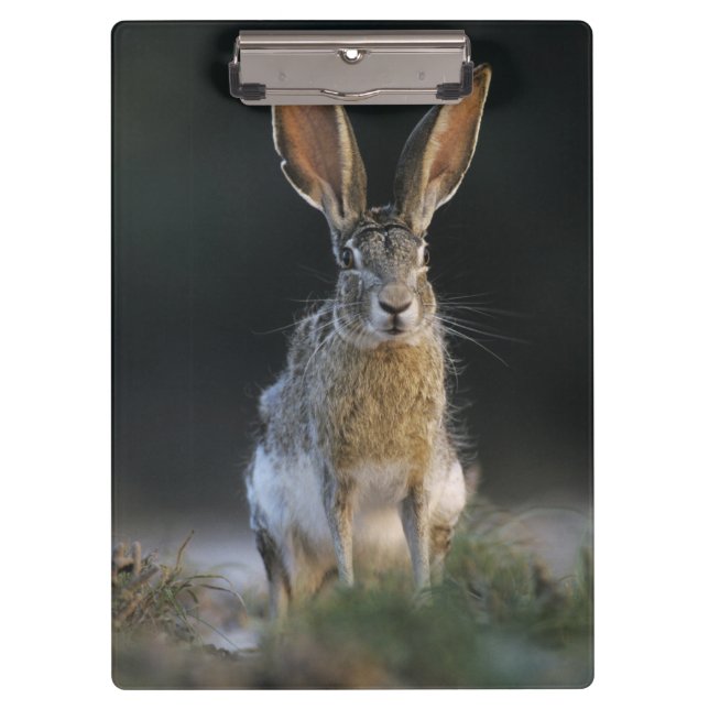 Black-tailed Jackrabbit, Lepus californicus, 2 Clipboard (Front)
