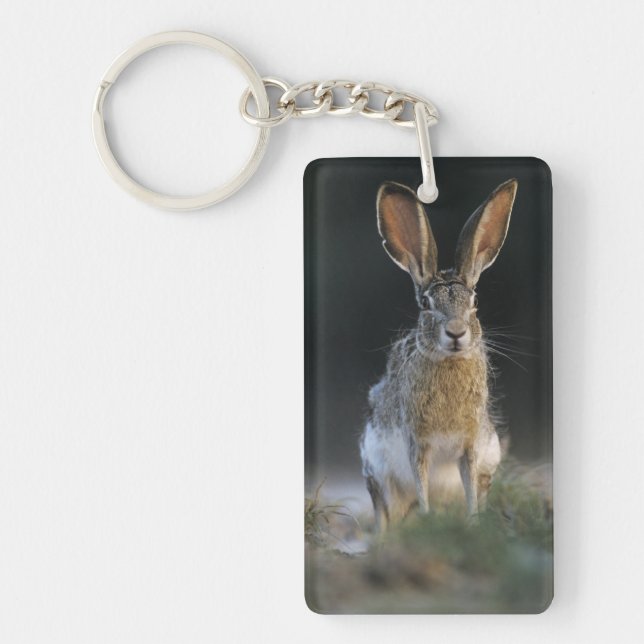 Black-tailed Jackrabbit, Lepus californicus, 2 Key Ring (Front)