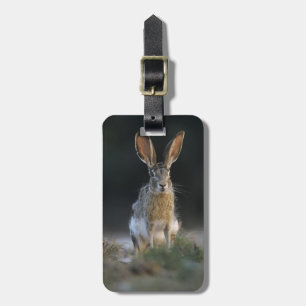 Black-tailed Jackrabbit, Lepus californicus, 2 Luggage Tag