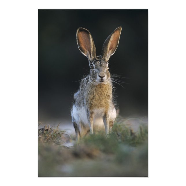 Black-tailed Jackrabbit, Lepus californicus, 2 Photo Print (Front)