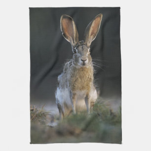 Black-tailed Jackrabbit, Lepus californicus, 2 Tea Towel