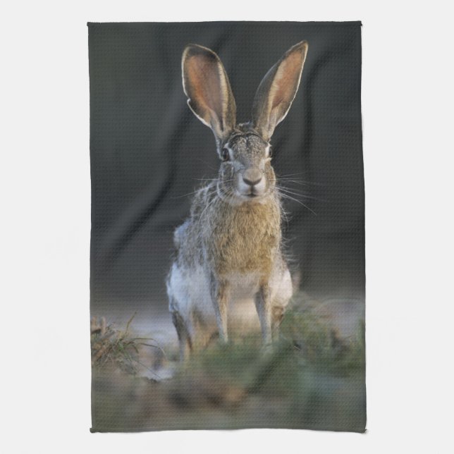 Black-tailed Jackrabbit, Lepus californicus, 2 Tea Towel (Vertical)