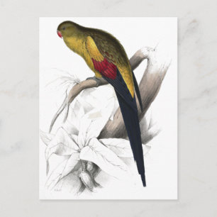 Black-Tailed Parrakeet by Edward Lear Postcard