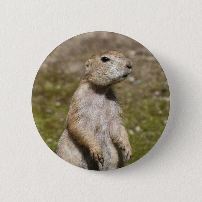 Black-tailed prairie dog 6 cm round badge (Front)