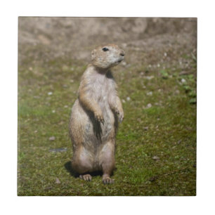 Black-tailed prairie dog ceramic tile
