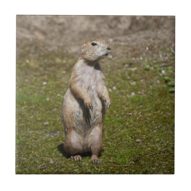 Black-tailed prairie dog ceramic tile (Front)