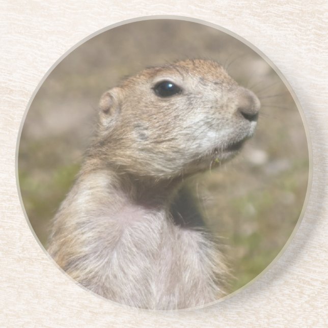 Black-tailed Prairie Dog Coaster (Front)