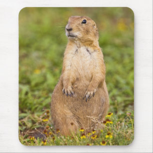 Black-tailed Prairie Dog Cynomys Mouse Pad