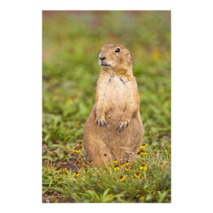 Black-tailed Prairie Dog Cynomys Photo Print