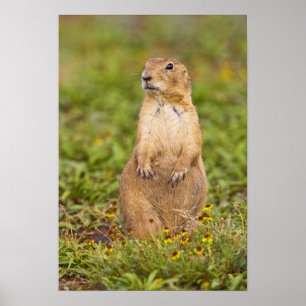 Black-tailed Prairie Dog Cynomys Poster