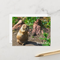 Black-Tailed Prairie Dog 