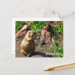 Black-Tailed Prairie Dog Holiday Postcard