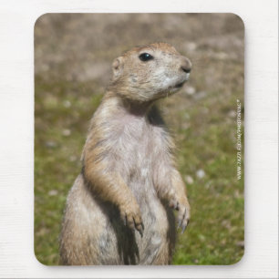 Black-tailed prairie dog mouse pad