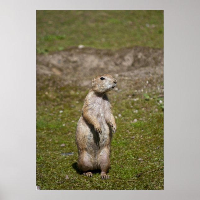 Black-tailed prairie dog poster (Front)