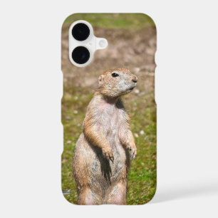 Black-Tailed Prairie Dog Wildlife Photo