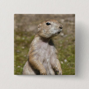 Black-Tailed Prairie Dog Wildlife Photo 15 Cm Square Badge