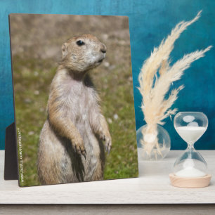 Black-Tailed Prairie Dog Wildlife Photo Plaque