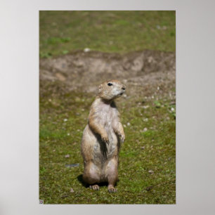 Black-Tailed Prairie Dog Wildlife Photo Poster