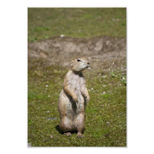 Black-Tailed Prairie Dog Wildlife Photo Print