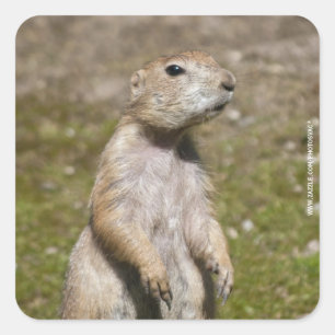 Black-Tailed Prairie Dog Wildlife Photo Square Sticker