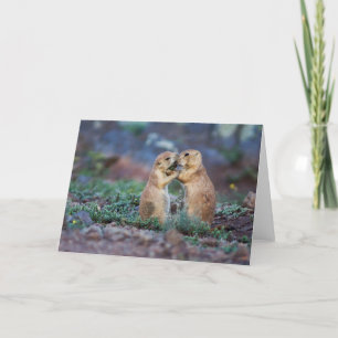 Black-tailed Prairie Dogs - (Cynomys ludovicianus) Card