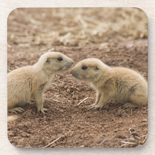 Black Tailed Prarie Marmot Coaster (Front)