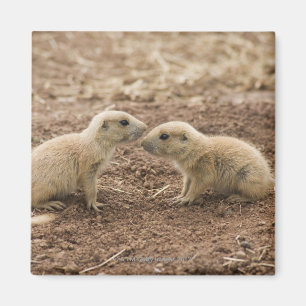 Black Tailed Prarie Marmot Magnet