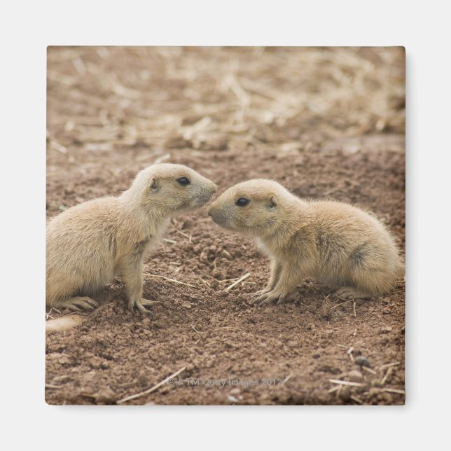 Black Tailed Prarie Marmot Magnet (Front)