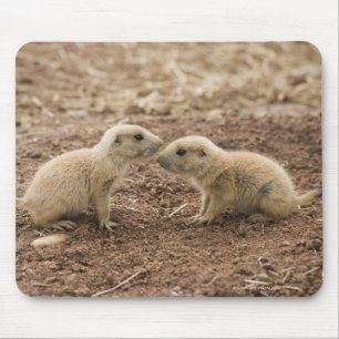 Black Tailed Prarie Marmot Mouse Pad