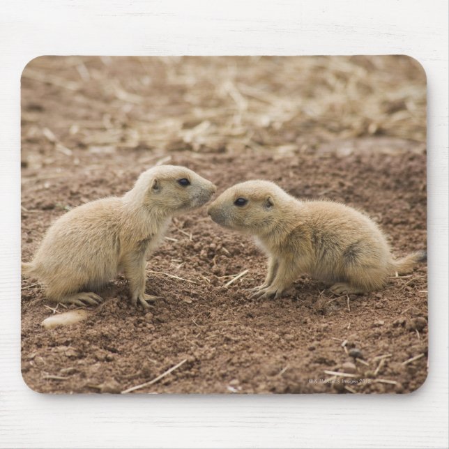 Black Tailed Prarie Marmot Mouse Pad (Front)