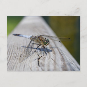 Black-tailed Skimmer Postcard