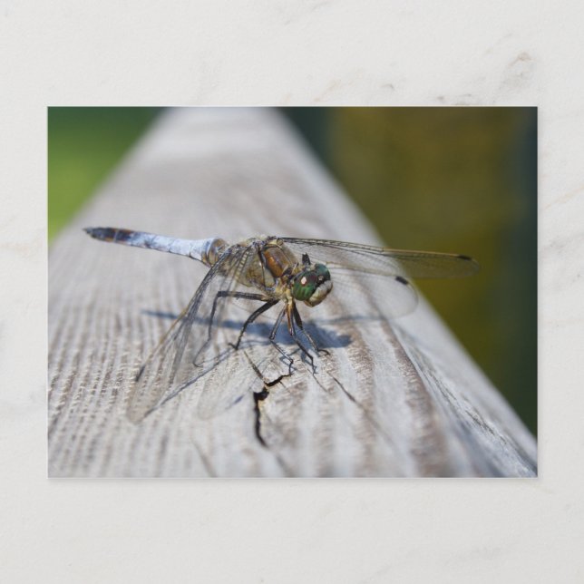 Black-tailed Skimmer Postcard (Front)
