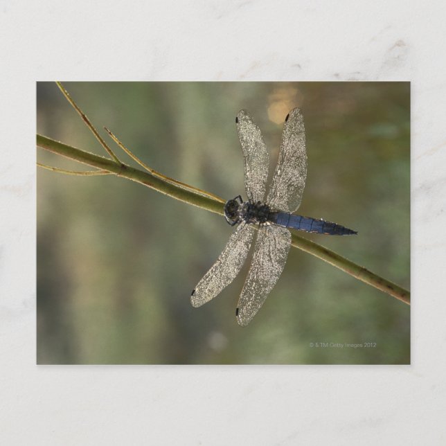 Black-tailed Skimmer Postcard (Front)