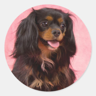 Black & Tan Cavalier King Charles Pink Sticker
