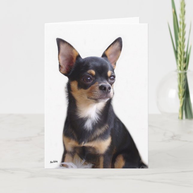 Black & Tan Chihuahua card (Front)