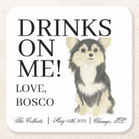 Black Tan Tricolor Long Haired Chihuahua Wedding