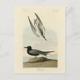 Black Tern from Audubon's Birds of America Postcard