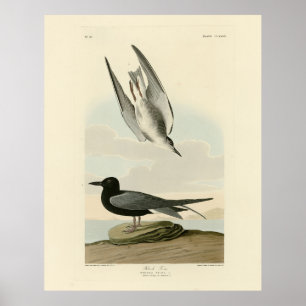 Black Tern from Audubon's Birds of America Poster
