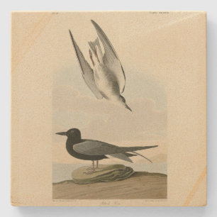 Black Tern from Audubon's Birds of America Stone Coaster