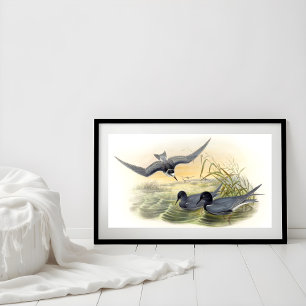 Black Tern Poster