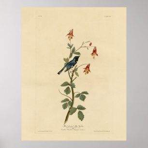 Black-throated Blue Warbler, Audubon Birds America Poster