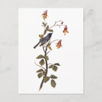 Black-Throated Blue Warbler Audubon Vintage Art
