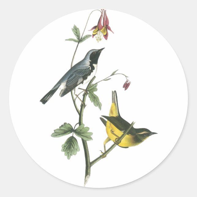Black-throated Blue Warbler, John Audubon Classic Round Sticker (Front)